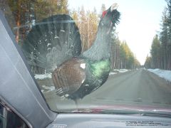 Male Wood Grouse: from the right, through the wind shield, standing on the hood