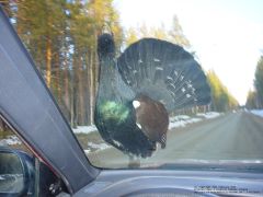 Male Wood Grouse: from the front-left, through the wind shield, standing on the hood