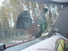 Male Wood Grouse: from the right, through the rear wind shield, standing on the car