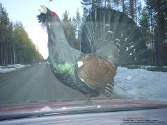 Male Wood Grouse: from the left, through the rear wind shield, standing on the car