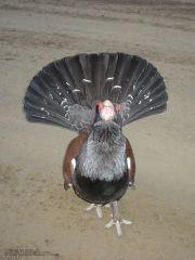 Male Wood Grouse: facing
