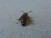 Ampiainen takaa päin (62 kt 960x720 JPEG)