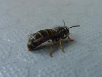 Ampiainen takaoikealta (69 kt 960x720 JPEG)