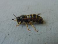 Ampiainen vasemmalta (69 kt 960x720 JPEG)