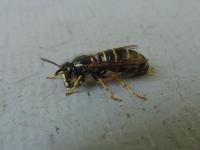 Ampiainen vasemmalta (67 kt 960x720 JPEG)