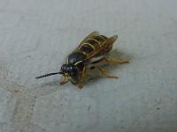 Ampiainen etuvasemmalta (70 kt 960x720 JPEG)