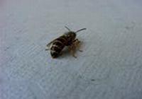 Ampiainen liikuttaa peräpäätään (231 kt 160x112 MPEG)