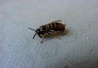 Ampiainen liikuttelee tuntosarviaan (232 kt 160x112 MPEG)