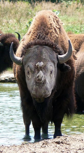 Tiedosto:Bisonocerus.jpg