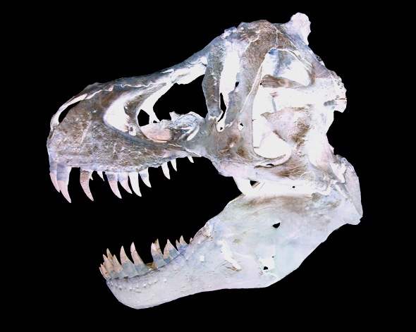 Tiedosto:T-rexin kallo.jpg