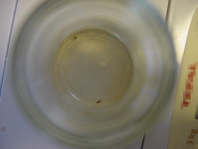 Tiedosto:Hedelmäkärpäset ansassa (ylhäältä).jpg