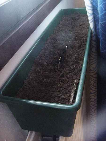 Tiedosto:Lehtisalaatin versoja ruukussa.jpg