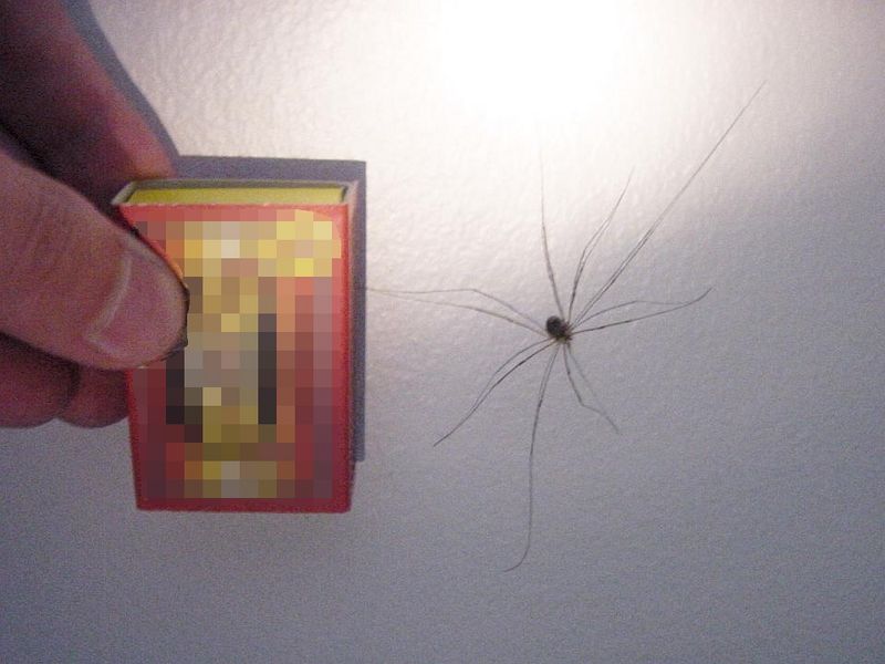 Tiedosto:Lukki ja tulitikkuaski.jpg