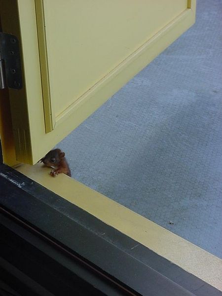 Tiedosto:Orava ponnistelee kynnyksen päälle.jpg