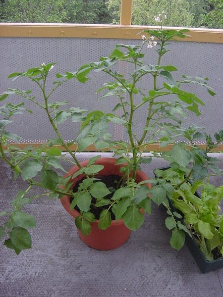 Tiedosto:Ruukussa kasvava peruna.jpg