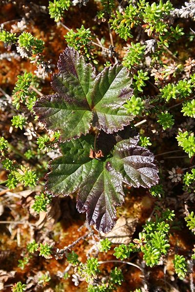 Tiedosto:Lehtiä suolla.jpg