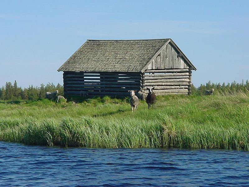 Tiedosto:Lampaita saaressa.jpg