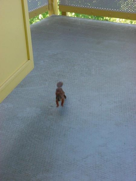 Tiedosto:Orava viipottaa parvekkeella.jpg