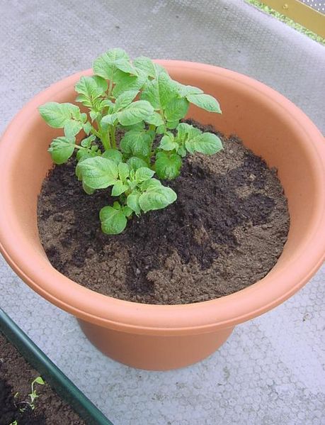 Tiedosto:Ruukussa kasvava perunankaali.jpg