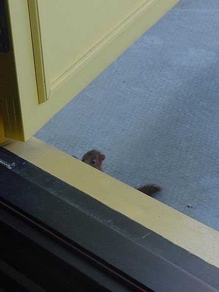 Tiedosto:Orava katsoo surkean näköisenä.jpg