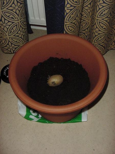 Tiedosto:Pottu multaruukussa.jpg