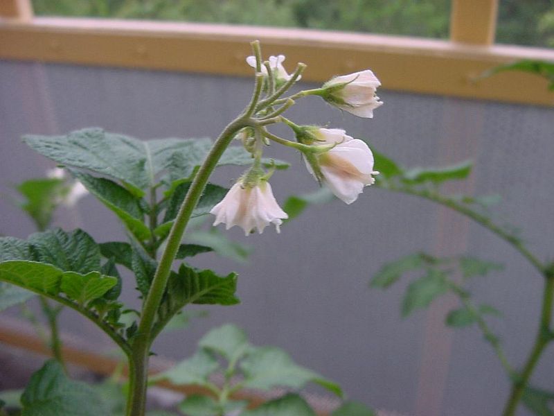 Tiedosto:Perunan kukka.jpg