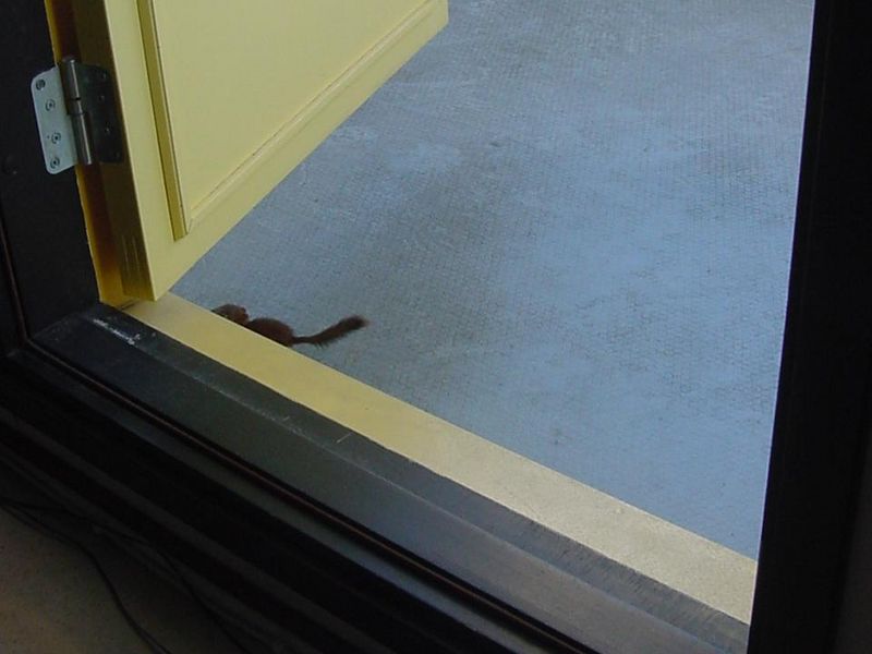 Tiedosto:Orava juoksee kynnyksen takana.jpg