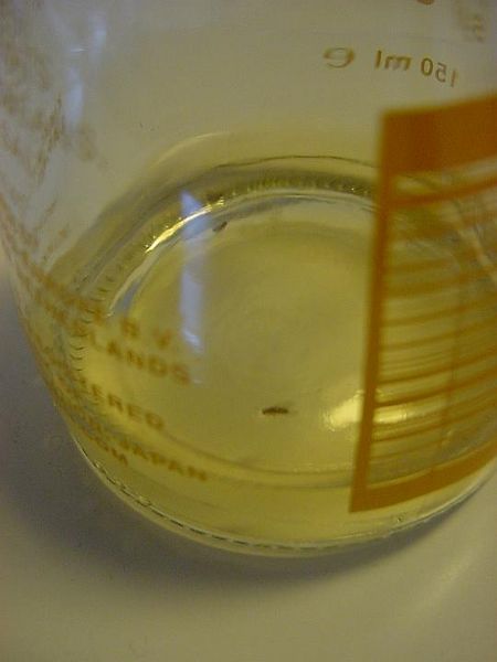 Tiedosto:Hedelmäkärpäset ansassa (sivulta).jpg