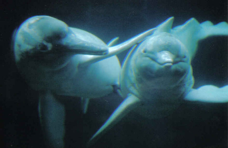 Tiedosto:Kaksi iniaa (amazoninjokidelfiiniä).jpg